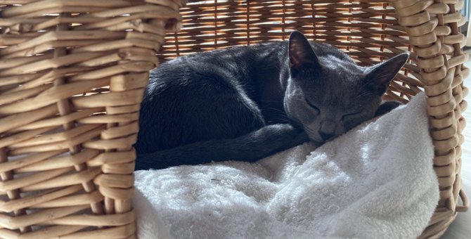 猫にとって『快適なベッド』とは？4つの特徴とおすすめの設置場所