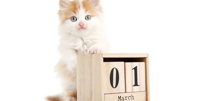 2月22日は『猫の日』！その由来や愛猫のためにしたい4つのこと