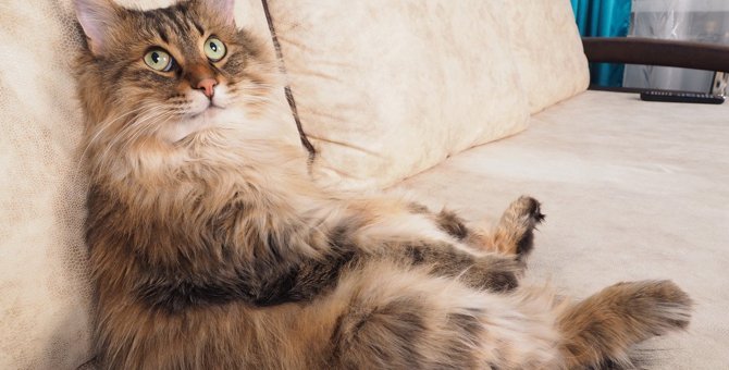 猫はなぜ“飼い主の席”を『横取り』するの？気になる3つの理由に注目！