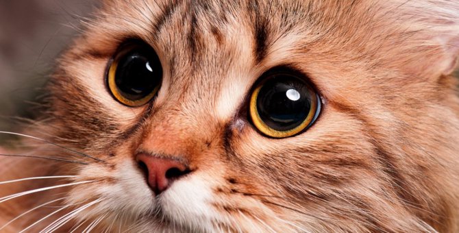 猫の瞳孔が開く５つの理由