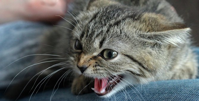 猫が急に怒り出すのはなぜ？4つの理由と注意点