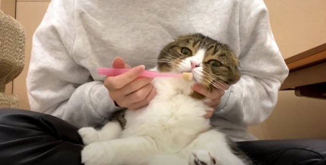 『歯磨きは嫌ニャ！』抵抗する姿が可愛い猫ちゃんたち