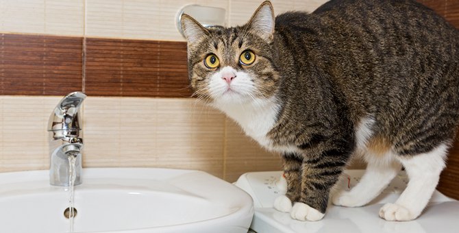 猫が水を飲まない原因と考えられる病気、その対処法