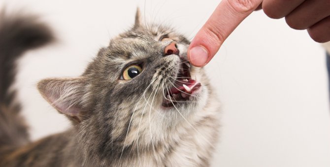 猫が噛む場合のしつけ 7つのパターンとその対処法