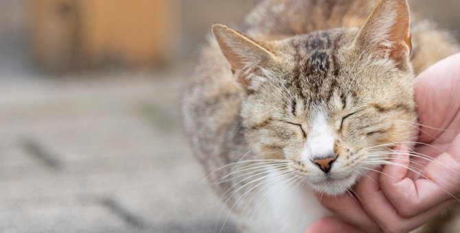 猫の『触れ合いたいサイン』4つ♡仲が深まるスキンシップ方法を解説！