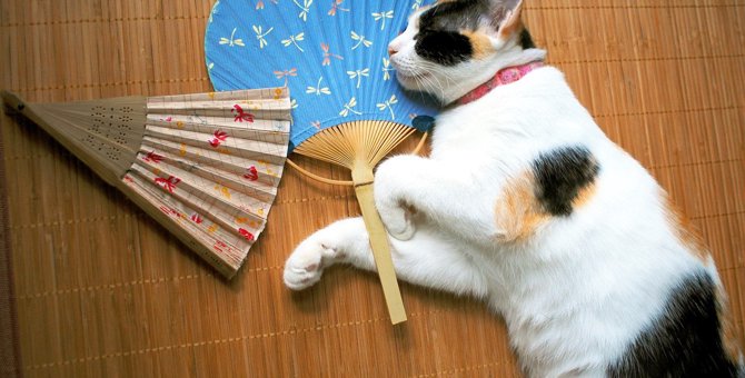 『初夏の夏バテ』に要注意〜猫の暑さ対策のポイント3つ