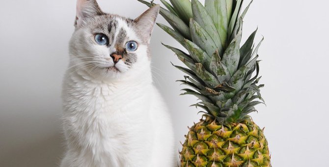 猫にパイナップルは食べさせてもいい？効果と正しい与え方