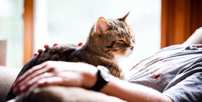 シニア・持病のある猫のためにできるペット終活とは？