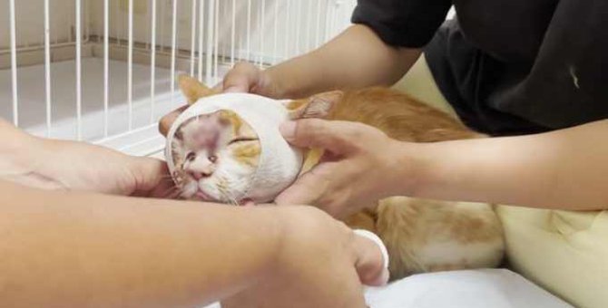 引っ越しで捨てられた猫を保護…顔に負った大怪我の正体は？
