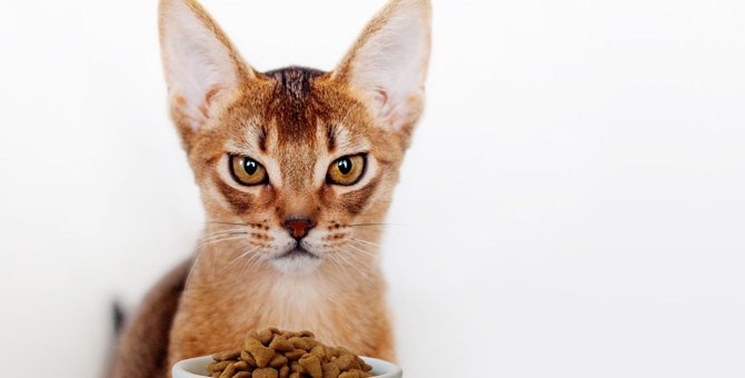 猫に『有害なキャットフード』の特徴3つ！食べた時の症状