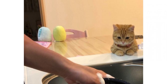 熱視線に作業効率UP！お皿洗いを見守る子猫が可愛すぎると話題