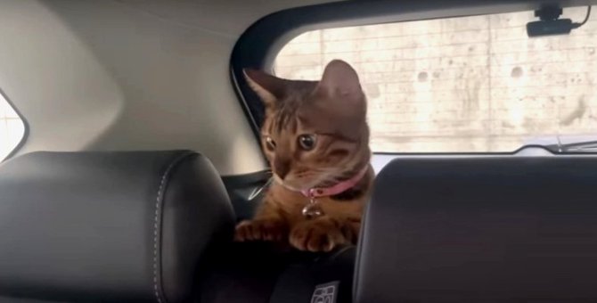 ドキドキだにゃ！初めて車内で過ごす猫ちゃん♪