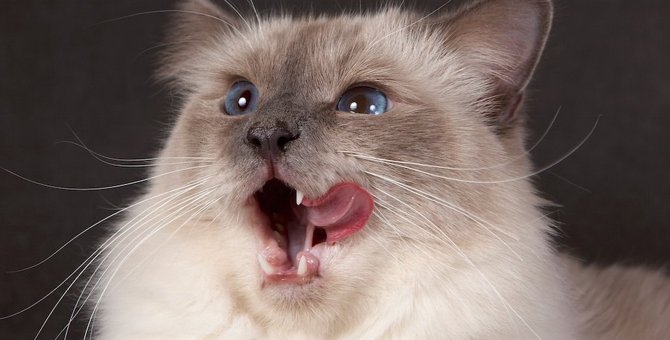 猫は食べ物の温度が鼻でわかる！？猫舌の真実も解説