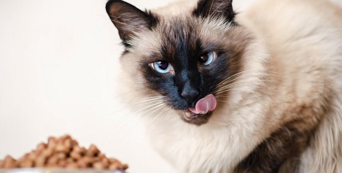 猫がごはんを食べ散らかしてしまう原因と対処法４つ