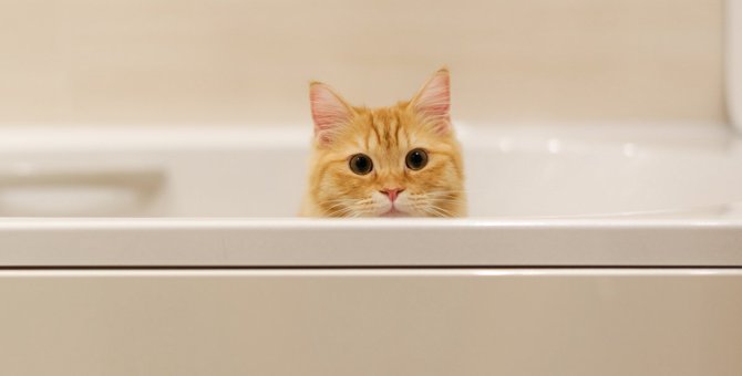猫を『お風呂好き』にする方法とは？５つのアイデア