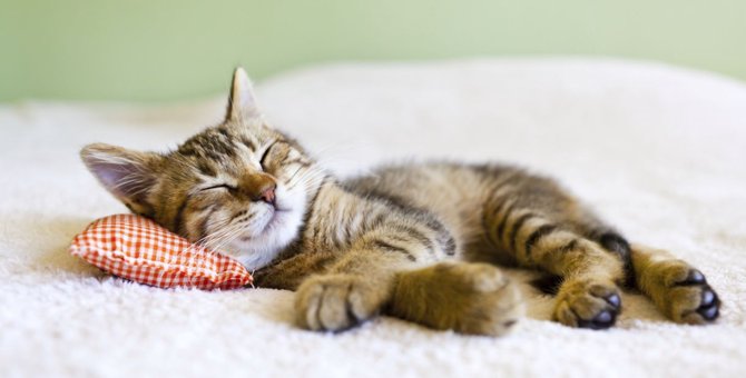 猫が発熱した時の対処法や原因と症状