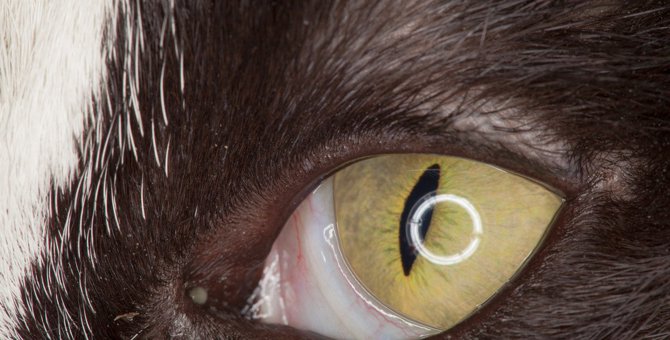 猫の目にある『瞬膜』って何？重要な3つの働きと起こり得るトラブル