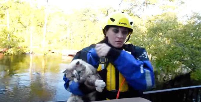 洪水で取り残されたペット猫たち…救助活動で見えた課題とは？