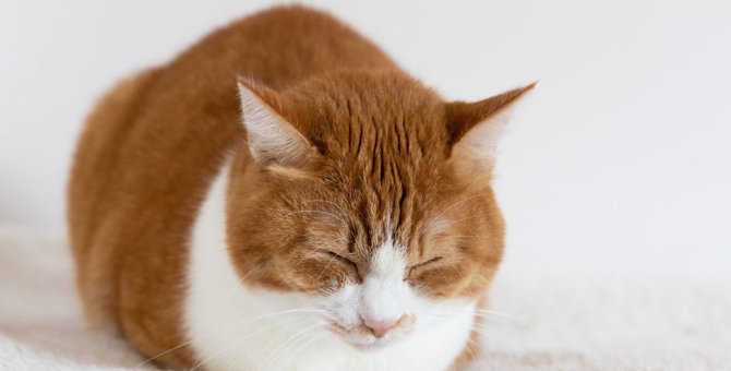 猫がこんな寝相をしていたら『不調サイン』！3つの体勢になる理由とそれぞれの対処法