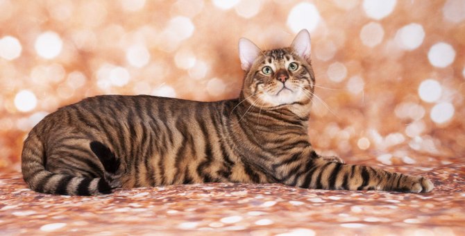 『トイガー』ってどんな猫？その歴史や特徴、性格、飼い方を解説