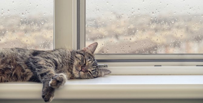 猫が『雨の日』によく眠るのはなぜ？3つの理由