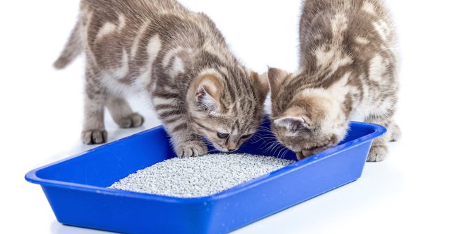 猫砂の飛び散り防止方法4つ！役立つおすすめ商品もご紹介