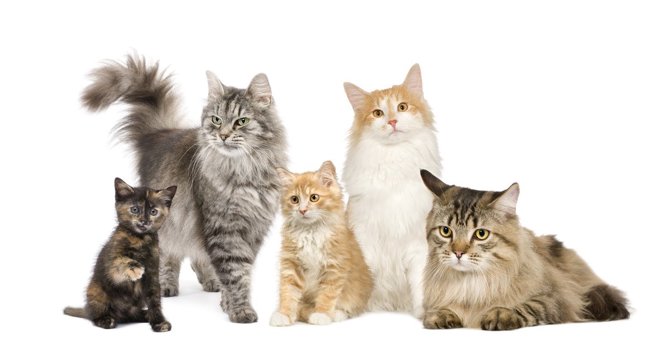 猫の品種『人気ランキング』TOP5！その特徴や性格、魅力を紹介
