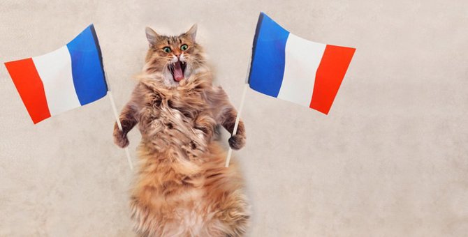 猫をフランス語で言うと？人気の名前や暮らし方