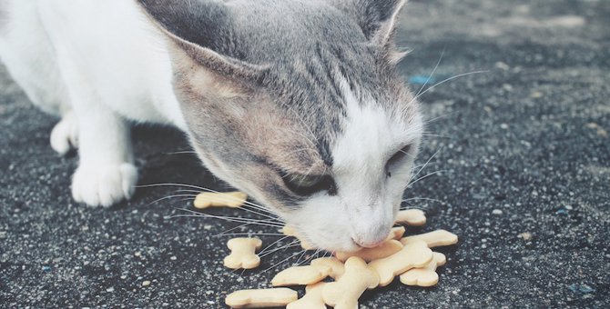 猫がカルシウムを摂れる3つの食べ物と与え方