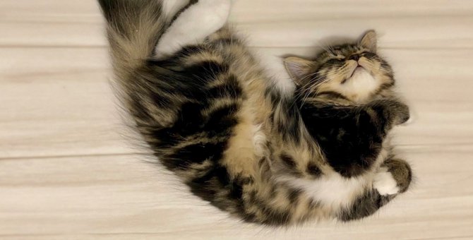 天使か！かわいいが過ぎる猫さんの寝姿がTwitterで話題♡
