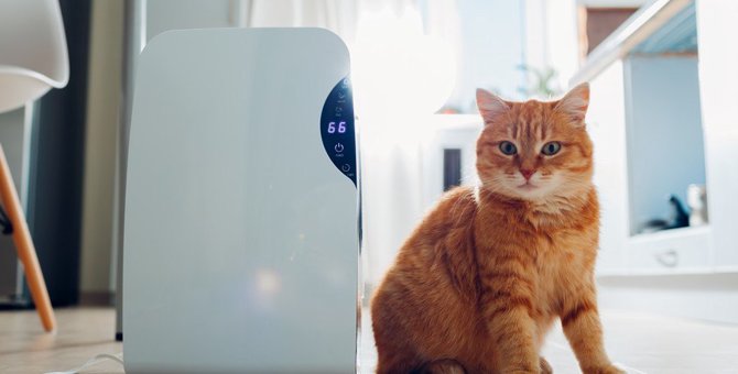 猫がいる部屋でファンヒーターを使う時の５つの注意点