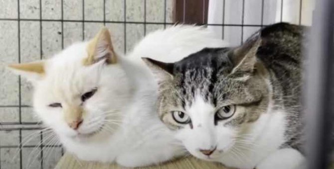 過酷な外の生活を脱した2匹の猫…6年におよぶ野良猫ゼロ活動の軌跡とは？