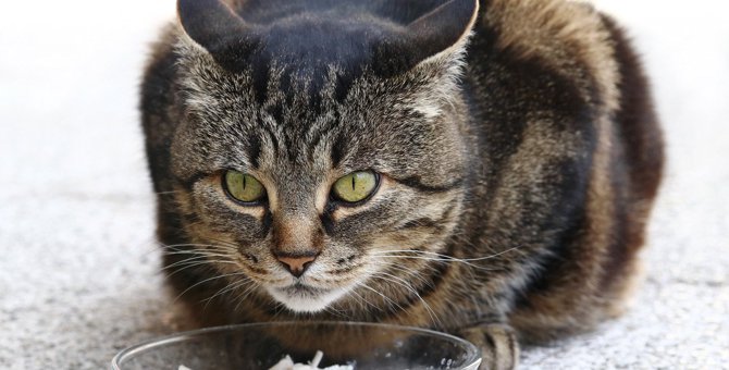 猫が『食事しているとき』の禁止行為3つ