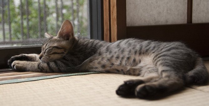 猫は畳とフローリングどっちが好き？