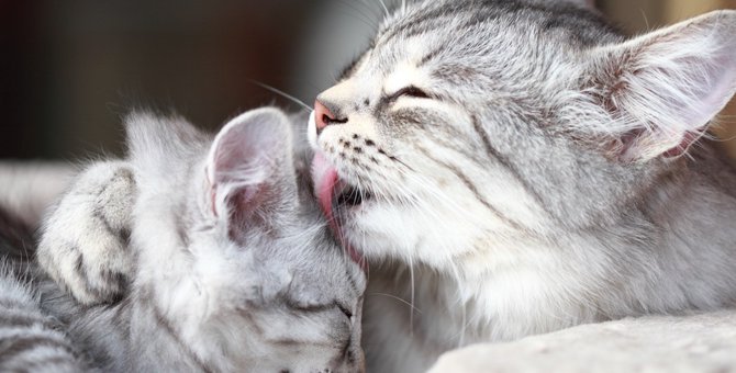 猫がお互いを舐め合う４つの理由