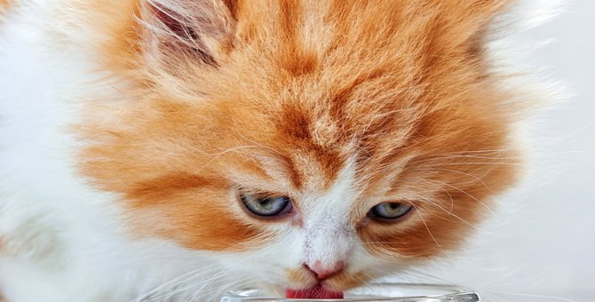 猫が水をよく飲む時に考えられる病気と適切な水分量