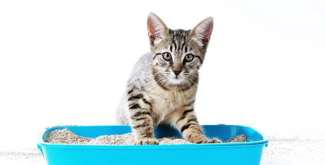 猫がトイレの砂を散らかす原因4つ　飼い主ができる対策方法とは