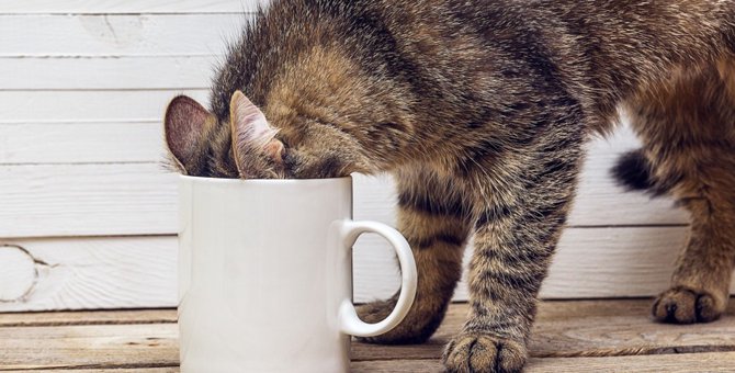 猫は麦茶を飲んでも大丈夫？メリットと与える時の注意点を解説