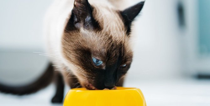 【獣医師監修】猫は豆腐を食べても大丈夫！与える効果や注意点について