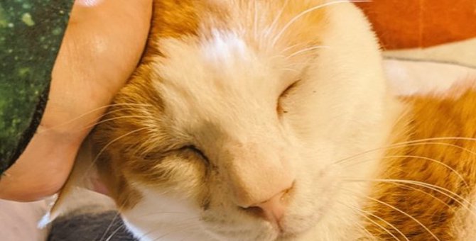 伊豆山で保護された猫……命の危険を伴う「溶血性貧血」とは？