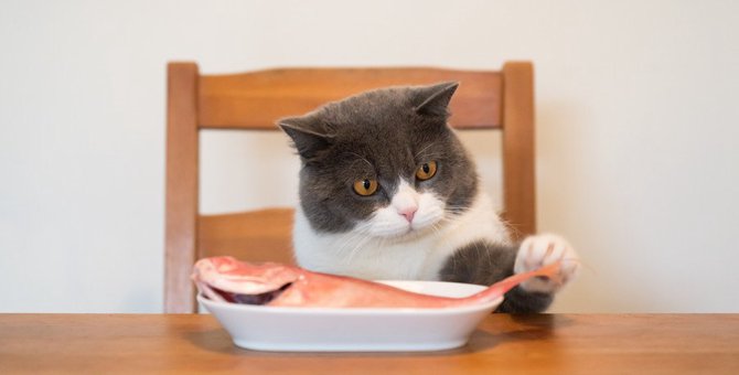 猫が『盗み食い』をしてしまう３つの理由と対処法