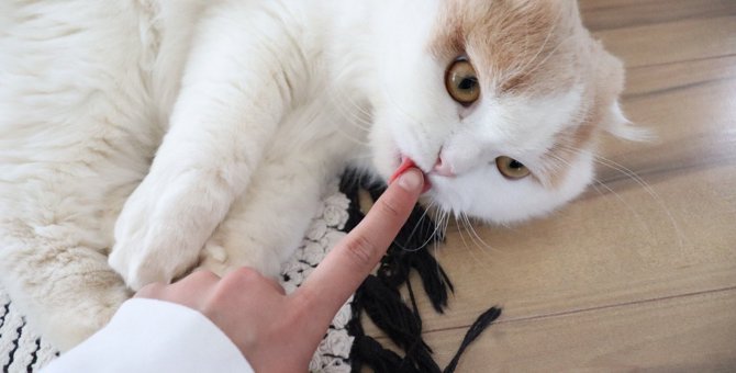 猫が飼い主の指を吸うのはなぜ？4つのワケとやめさせる方法