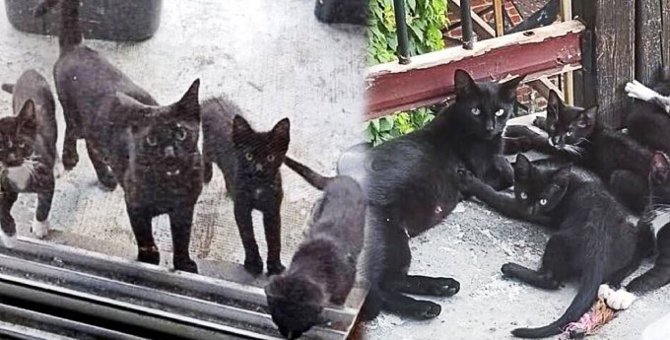 家を訪れる人懐こい黒猫…数日後に起こったサプライズとは？