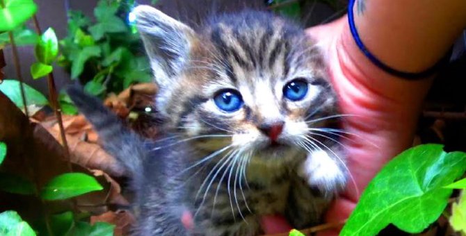 民家のポーチに母を失った子猫たち……保護され幸せな未来へ進む！