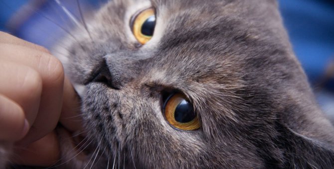 猫が飼い主を『攻撃』するのはなぜ？4つの理由と対処法