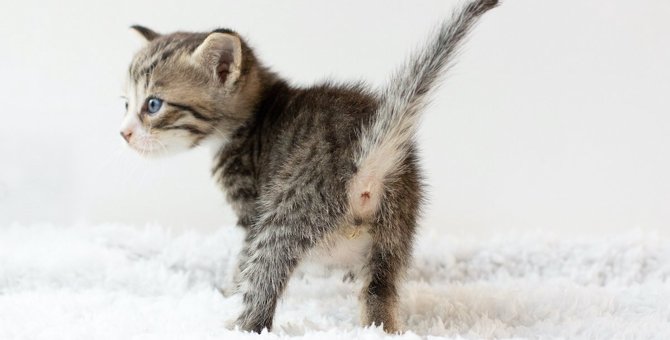 猫が『お尻歩き』するのはなぜ？注意すべき５つの病気