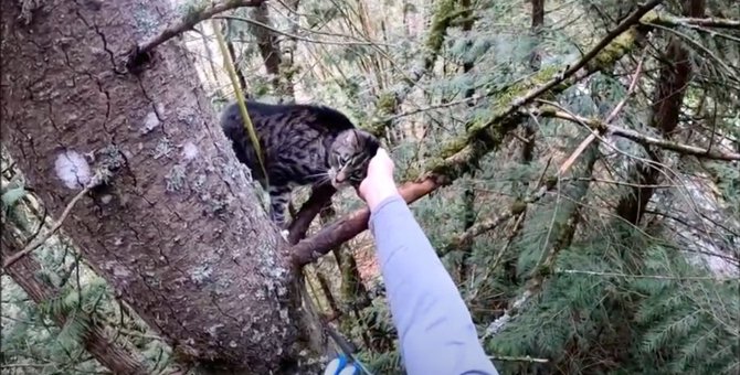 猫がモミの木でSOSの鳴き声…難航する救助を経て飼い主の元へ