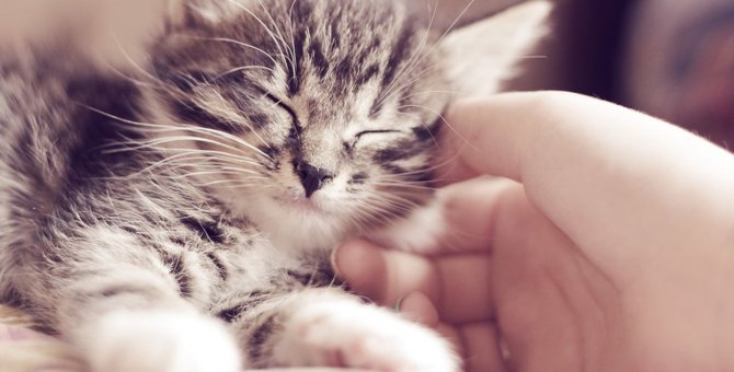 猫の『撫でると眠くなる場所』4つ♡理由と撫で方のコツも要チェック！