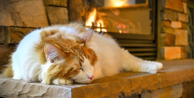 猫の『低温やけど』に要注意！2つのNG行為と予防策も