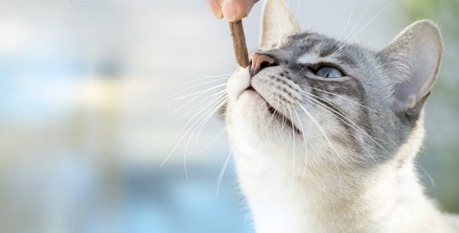 猫にタケノコは食べさせても大丈夫？効果や注意する事